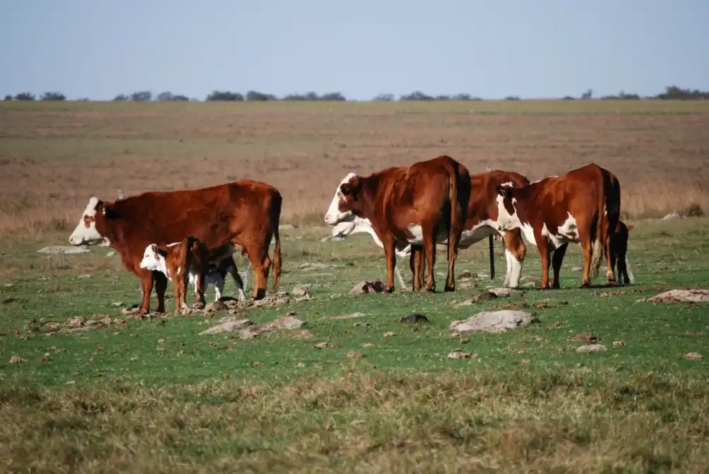 Argentina fue el país de la región que mejor cumplió con la cuota Hilton en 2020