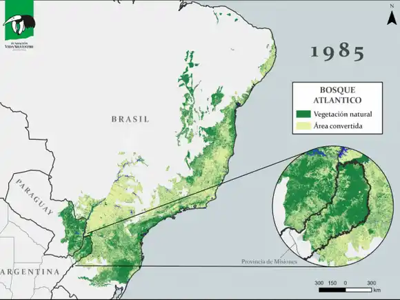 Nuevo mapa revela la pérdida del Bosque Atlántico y destaca los esfuerzos por conservarlo en Misiones
