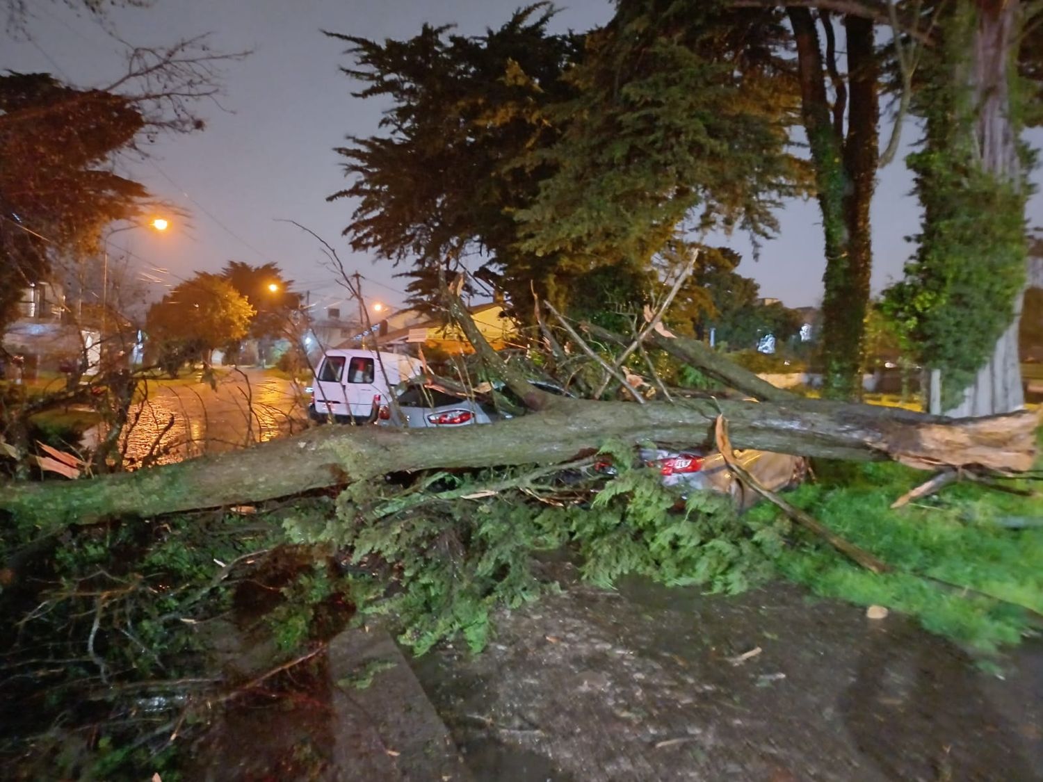 Llu
vias y vientos azotan Mar del Plata: árboles caídos y anegamientos