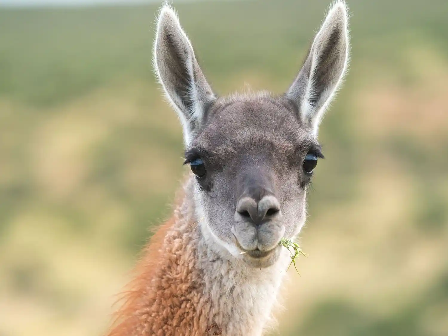 La iniciativa surge como respuesta a la necesidad de ofrecer opciones más accesibles y variadas para el consumo interno.