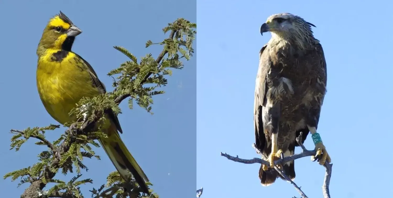 El águila coronada y el cardenal amarillo fueron declarados Monumento Natural