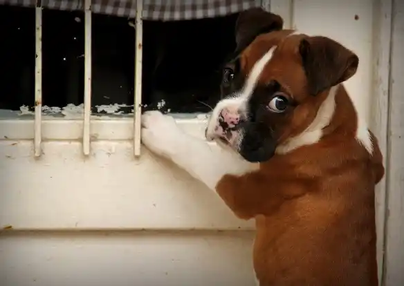 Leishmaniasis: “No es para alarmarse es para ocuparse”