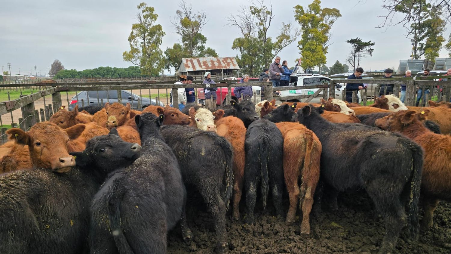 Agosto arrancó con calidad y demanda en la feria