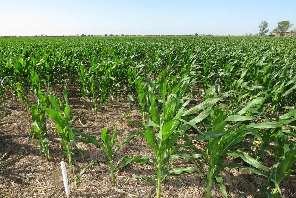 Los desafíos del maíz, en modo virtual