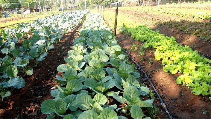 El Día de la Pachamama, lanzan un concurso para estimular la creación de huertas comunitarias