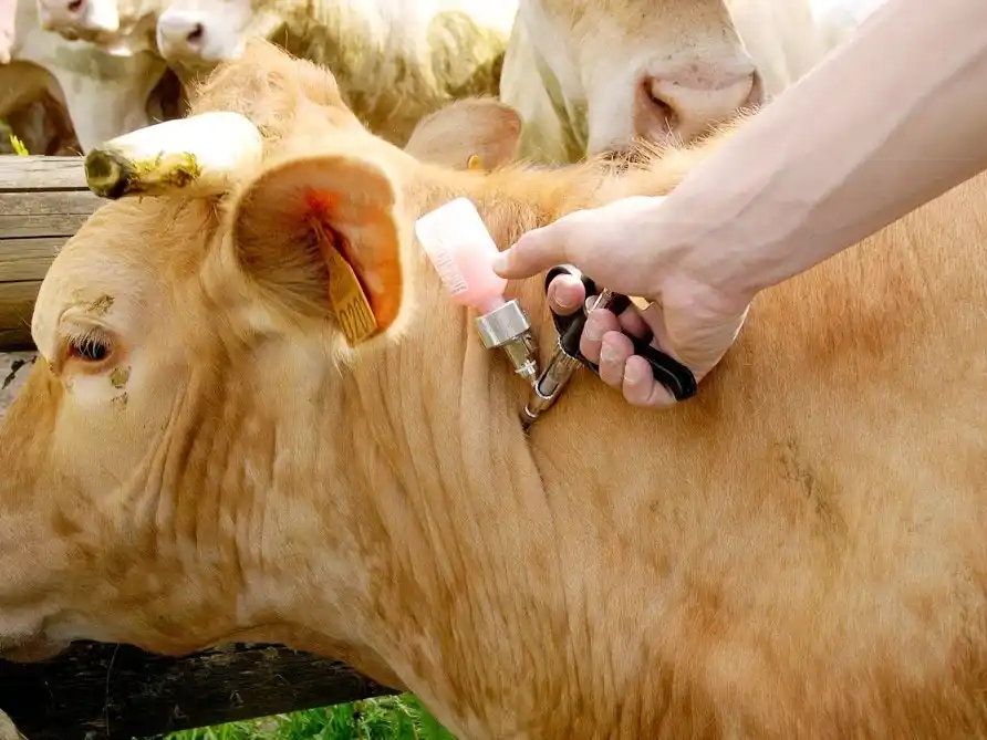 Después de muchas polémicas, el SeNaSA habilitó vacuna contra la aftosa importada de Brasil