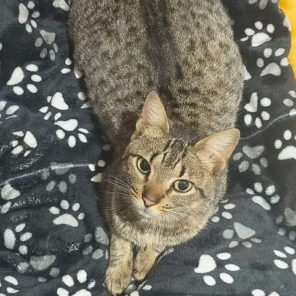 GATO