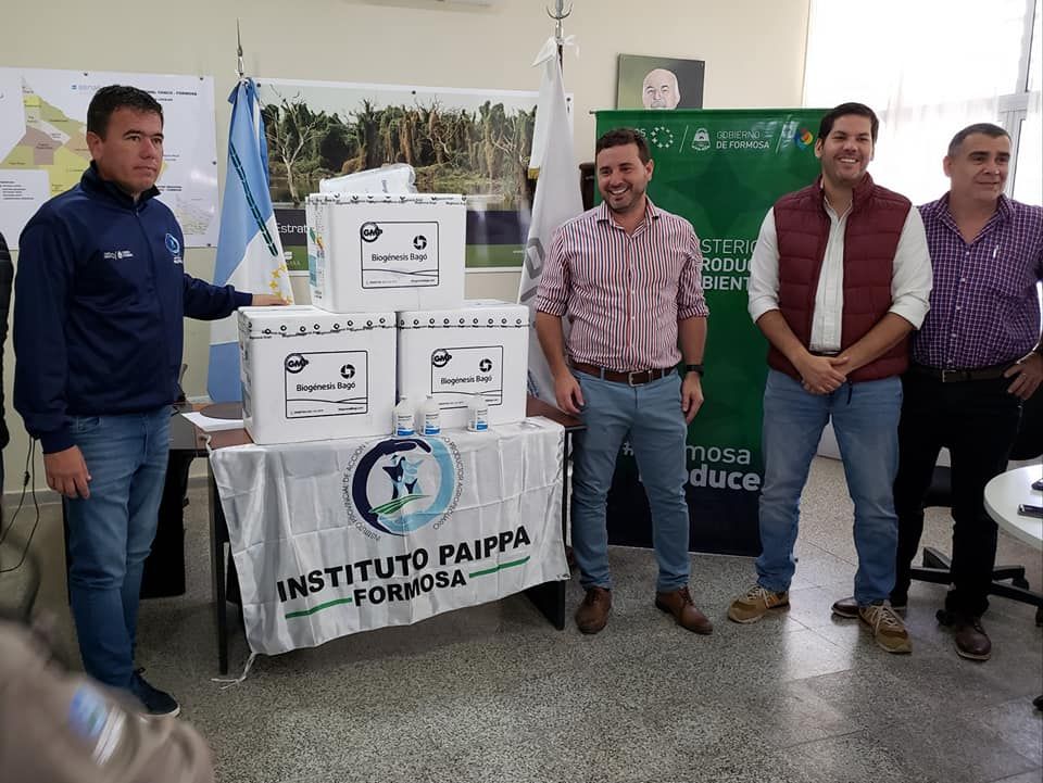 Contra la fiebre aftosa: arribaron más de 200 mil dosis que beneficiarán a productores paipperos