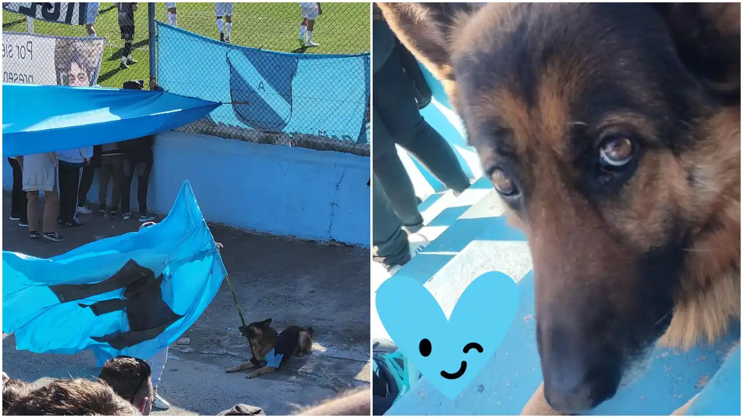 Quién es Alfredo, el famoso perro de Temperley que fue fotografiado en la tribuna flameando una bandera como un hincha