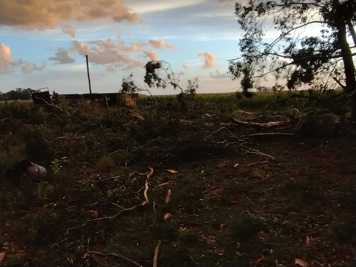 El viento arrasó con un monte en De la Canal.