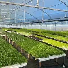 Hidroponia: El Futuro de la Agricultura Sustentable en Argentina | Cultivos sin Suelo