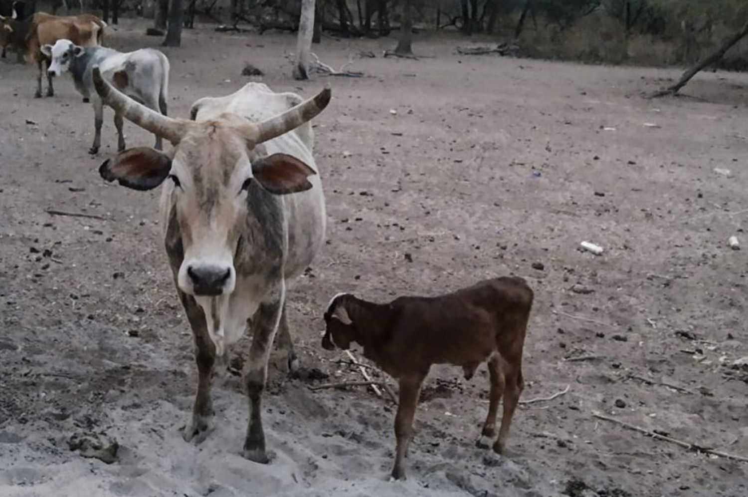 Declaran la emergencia agropecuaria en Córdoba, Corrientes y Chaco