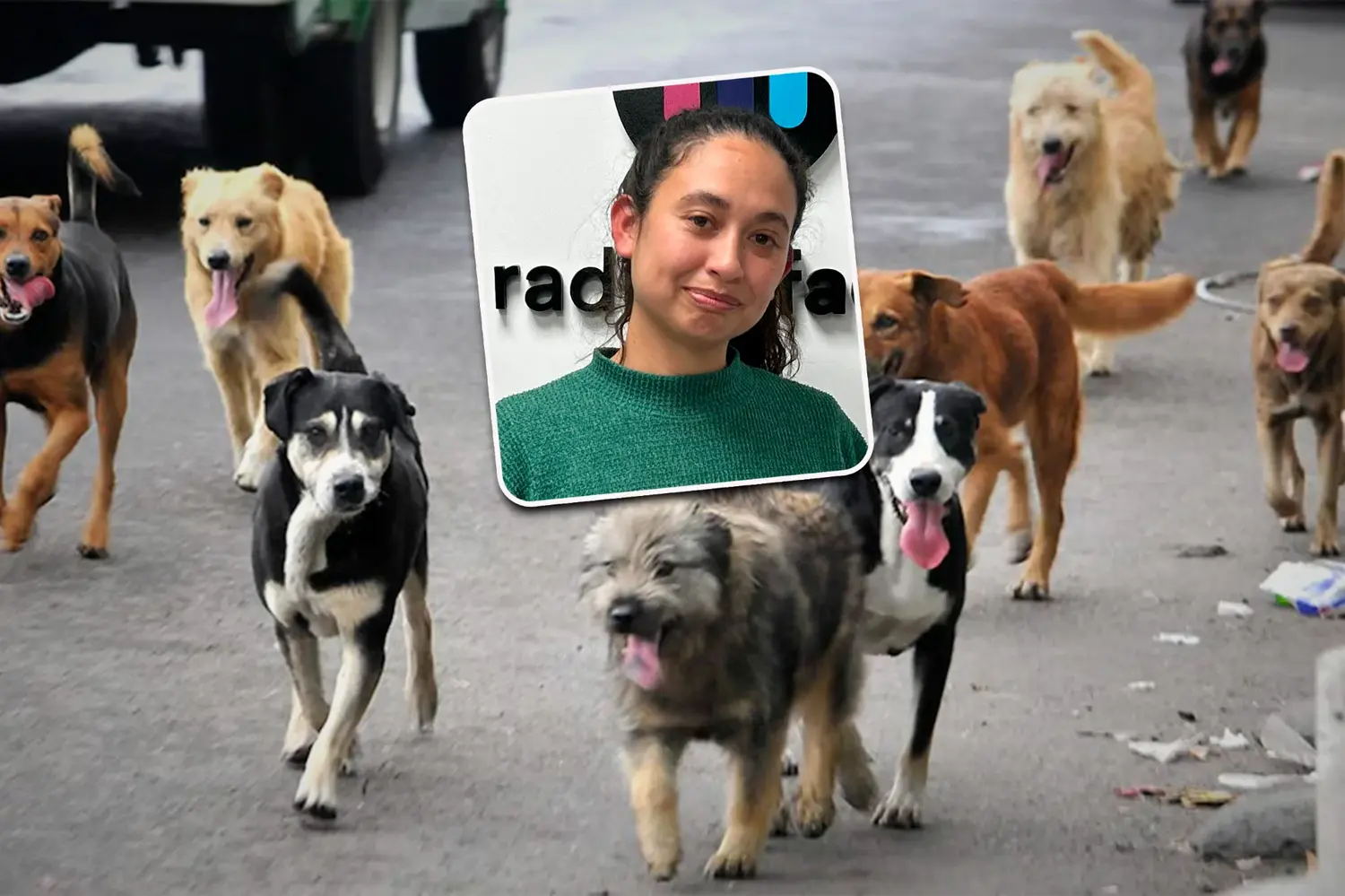 Micaela Windey - referente de MascoBank | Día Internacional del Perro Callejero: cómo colaborar en Rafaela