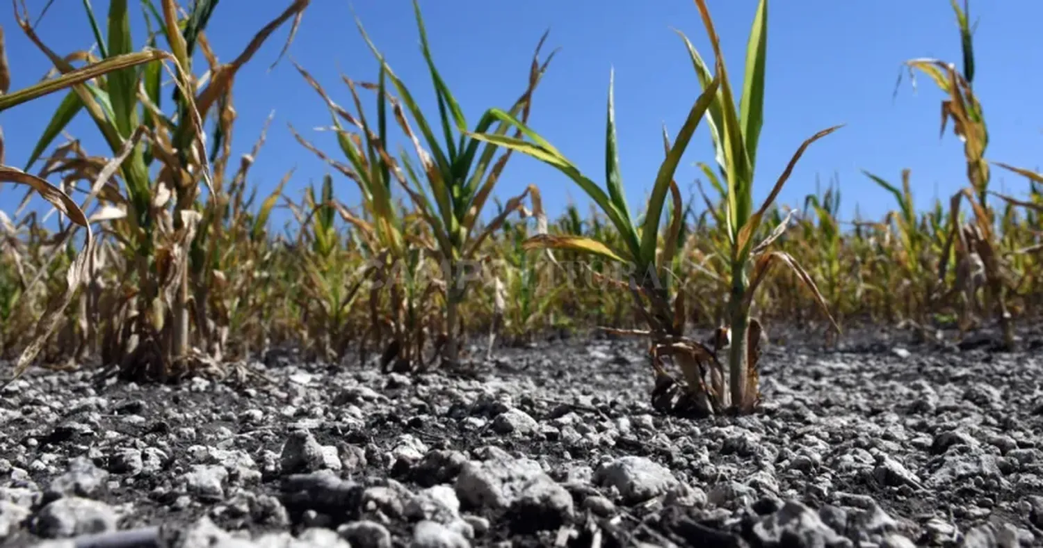 El gobierno sigue ganando, mientras el productor rural pierde