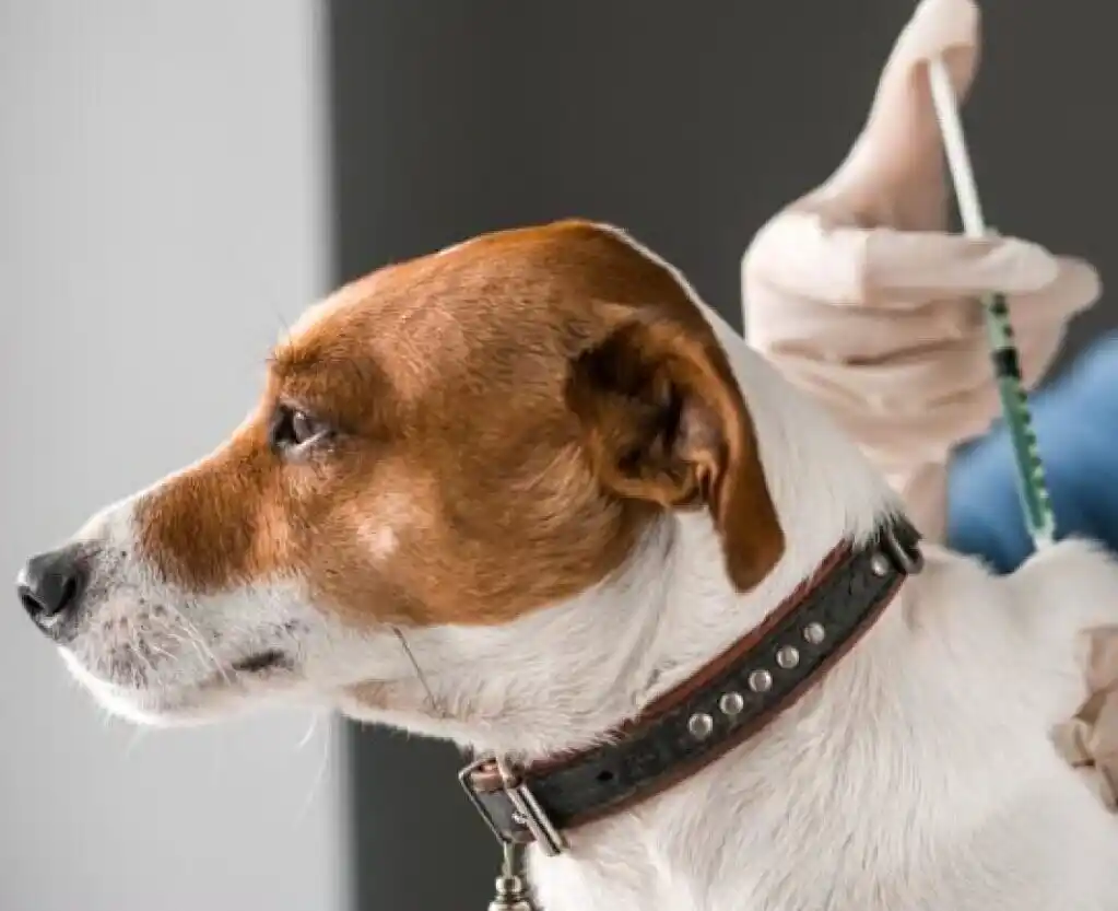 El 28 de septiembre se conmemora el Día Mundial de la Lucha contra la Rabia. Foto: Ilustración