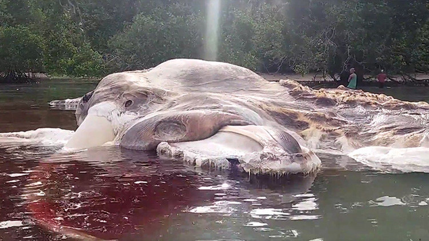 Apareció el cadáver gigante de una monstruosa criatura que desconcierta a los científicos