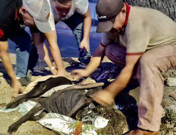 Saab presentará Ley contra el Maltrato Animal: imputan a una mujer por abandonar a su perro en un basurero
