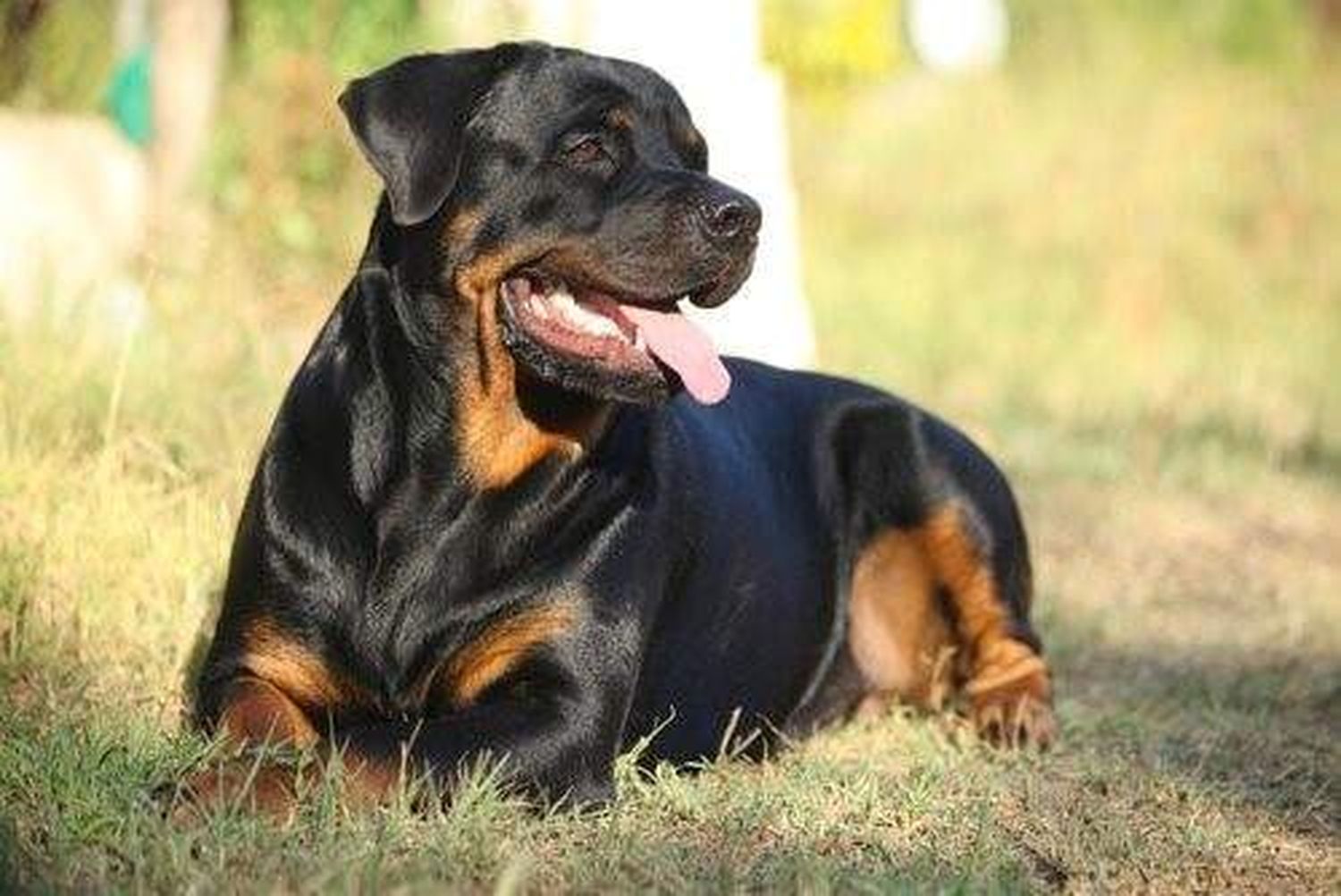 Preocupación por un rottweiler que lastimó a una niña en una cabaña