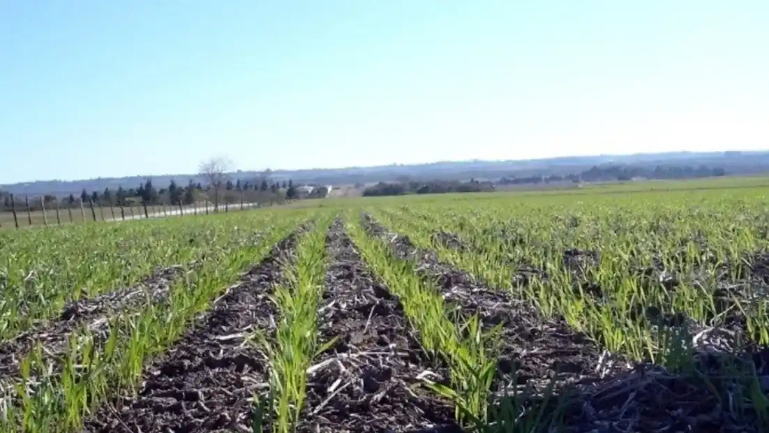 “Con agua, los fertilizantes definen el resultado” en la próxima siembra de trigo