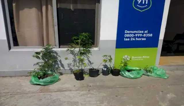 Insólito: Sembraron 11 plantas de marihuana en la plaza más céntrica de La Plata y una persona resultó detenida