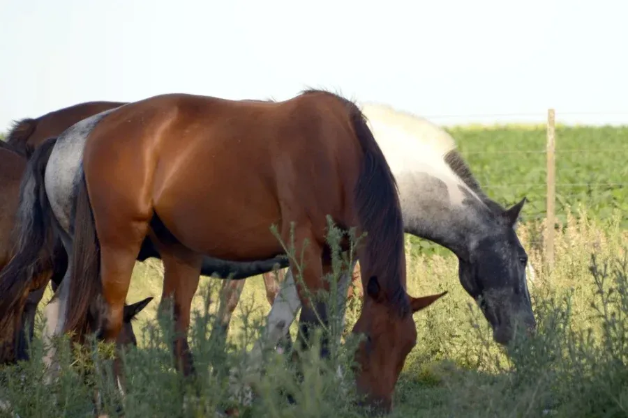 Seis casos confirmados y un fallecido por Encefalitis Equina en Santa Fe