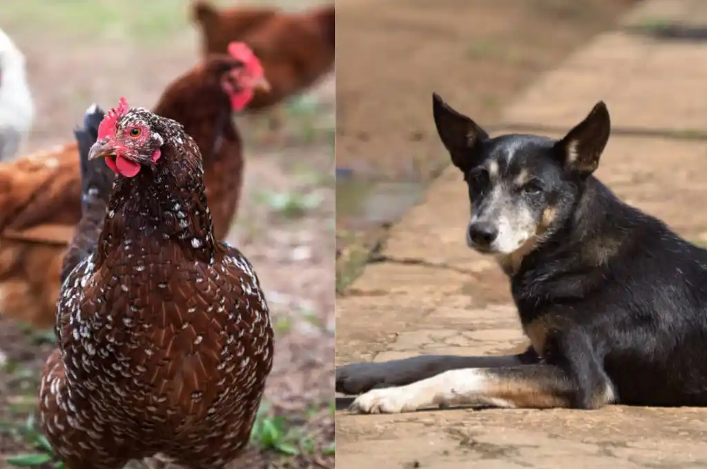 El hombre le disparó al perro porque le había matado algunas gallinas. (Fotos: Ilustrativas/Freepik)