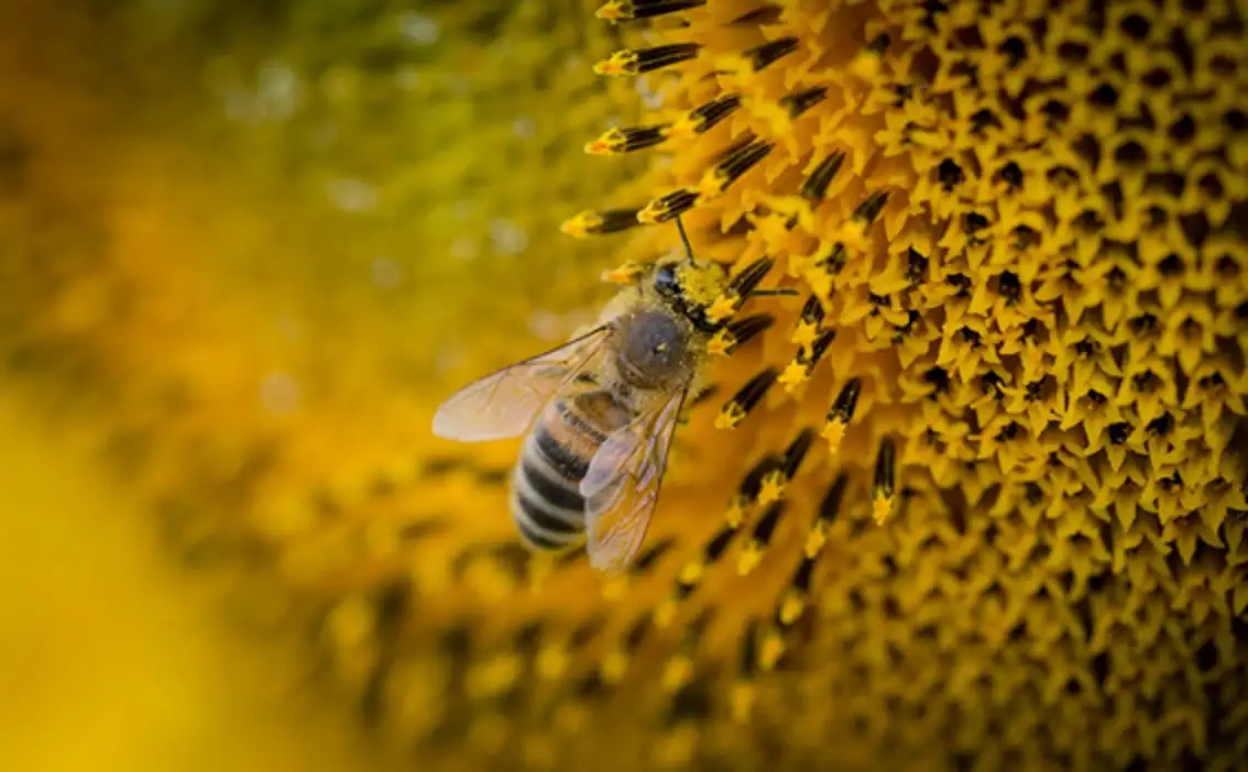 El 75% de los cultivos en el mundo se benefician con la polinización de las abejas.