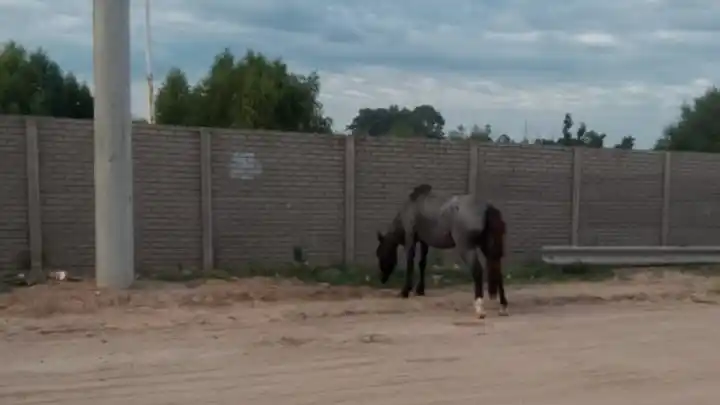 Caballo suelto en San Martín 2500