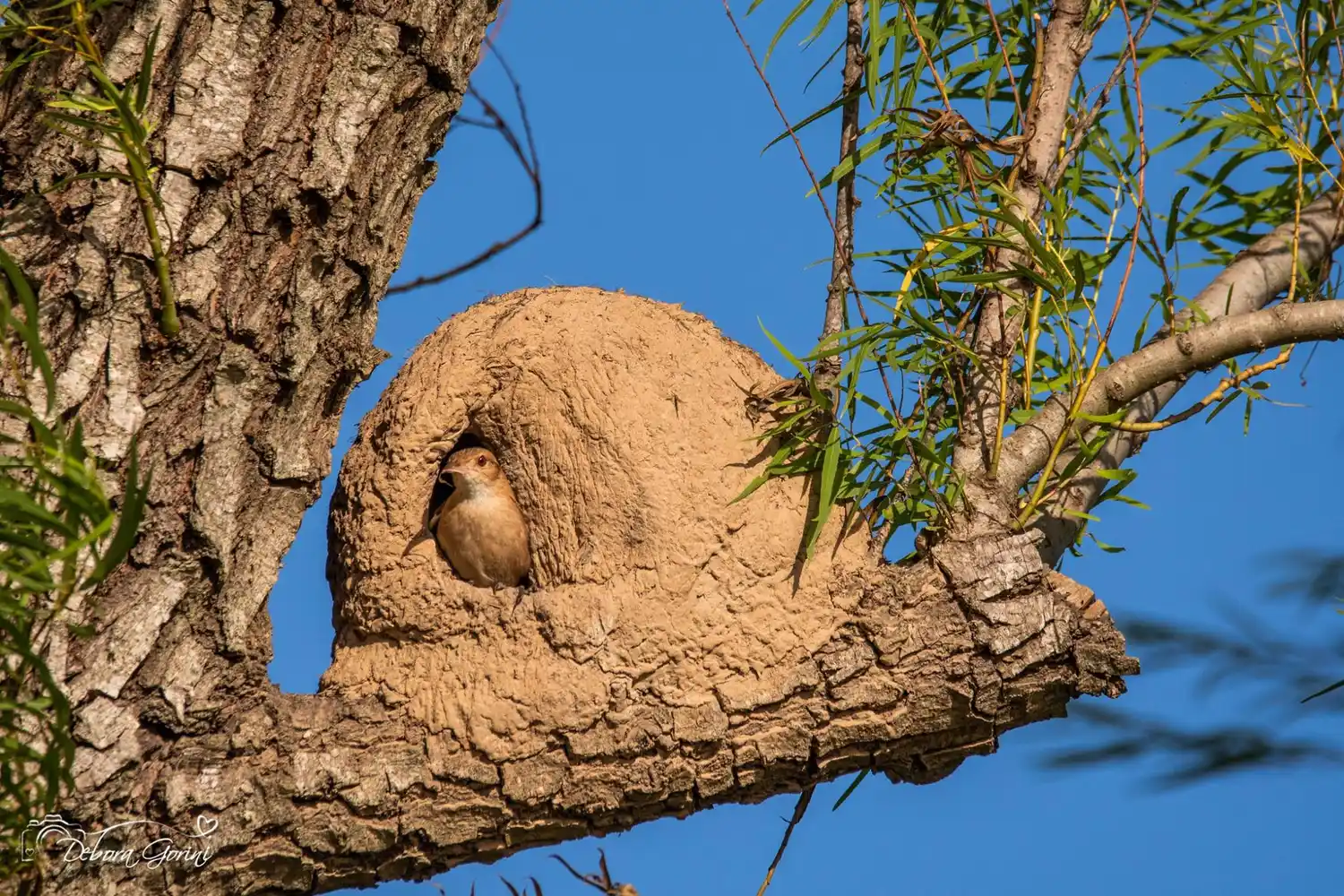 ¿Horneros zurdos o diestros? La ciencia ciudadana busca descifrar un misterio del ave nacional