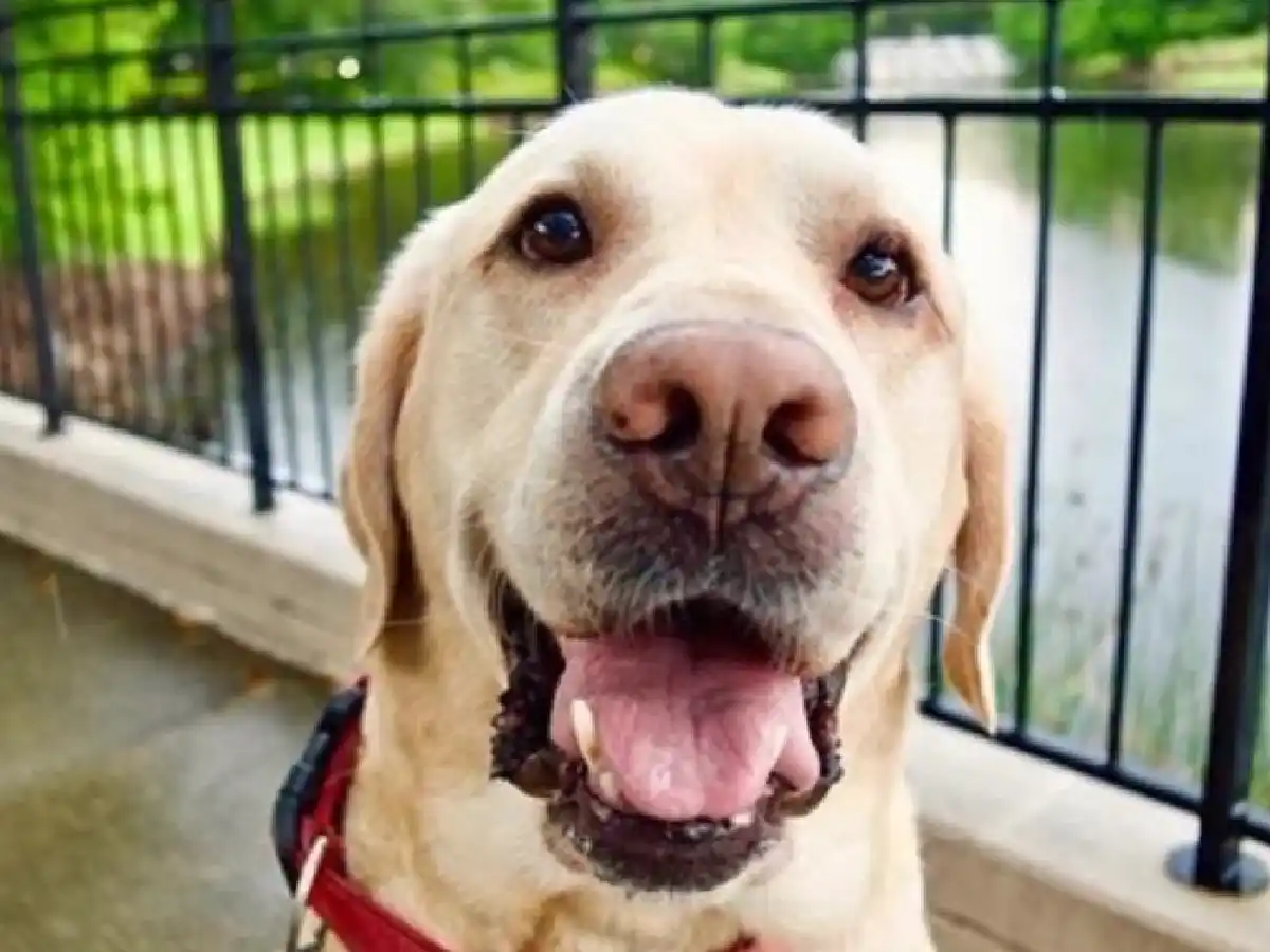  [Video] Estados Unidos: un perro le hizo un gran favor a su dueña