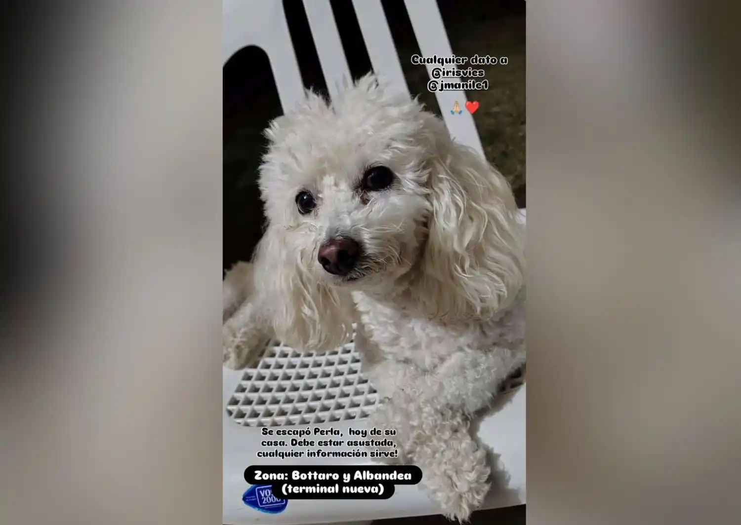 Buscan a la perrita Perla