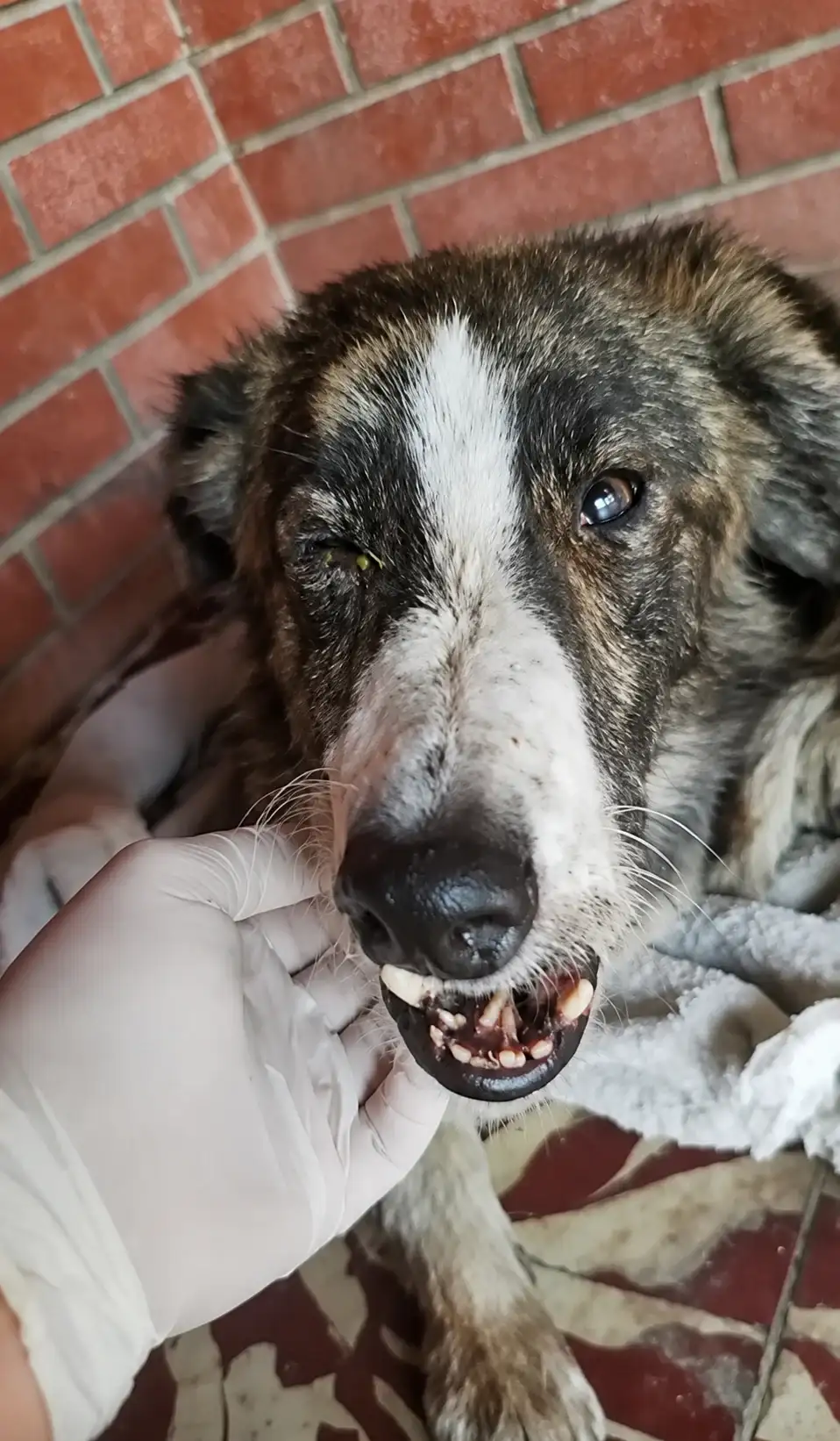 perro