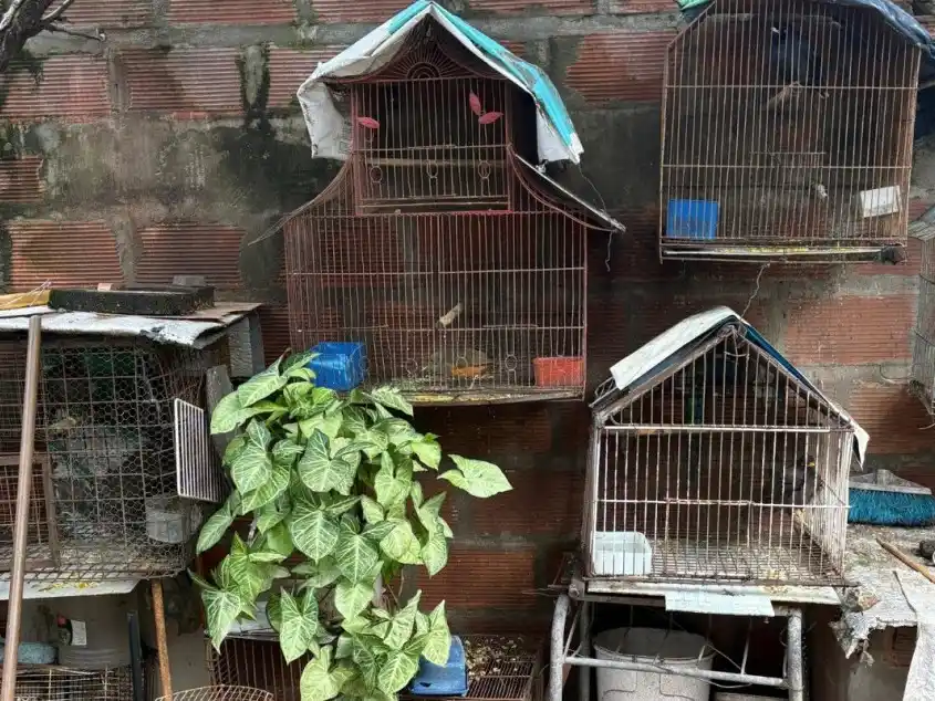 Rescataron 19 aves silvestres, algunas en peligro de extinción, en la zona sudoeste.