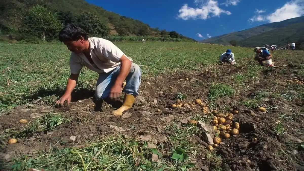 ALERTAN por «pérdidas incalculables» para productores del campo en los ANDES