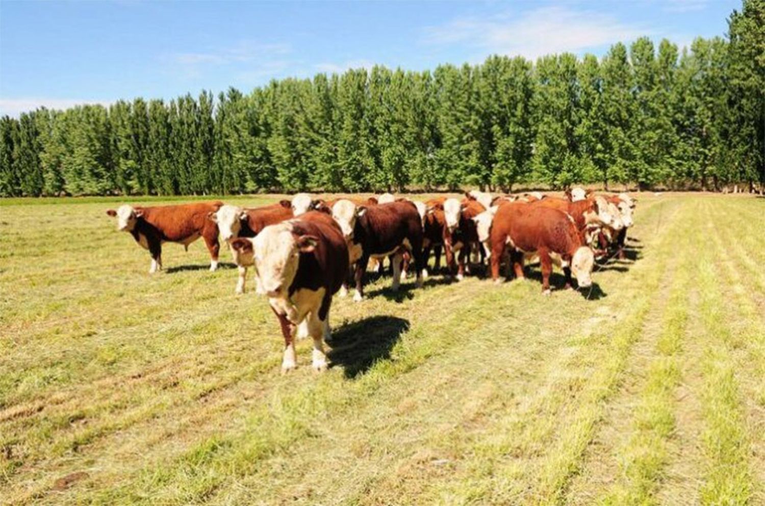 La capacitación al sector ganadero se extenderá hasta julio y consiste en siete ciclos de conferencias presenciales en diferentes polos productivos de la provincia. Está destinada en particular a productores y estudiantes de carreras afines a la actividad.