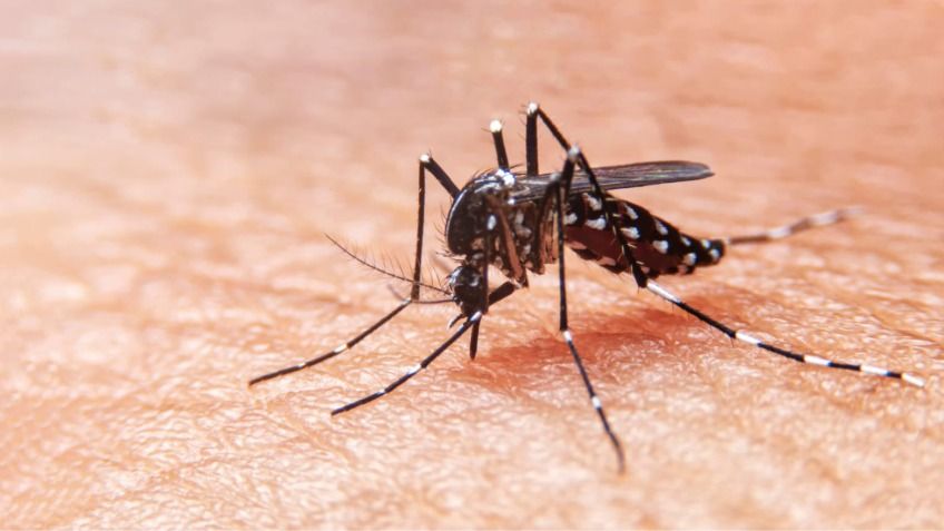 Primeros casos autóctonos de dengue en Bahía Blanca: Los pacientes son tratados con antiinflamatorios