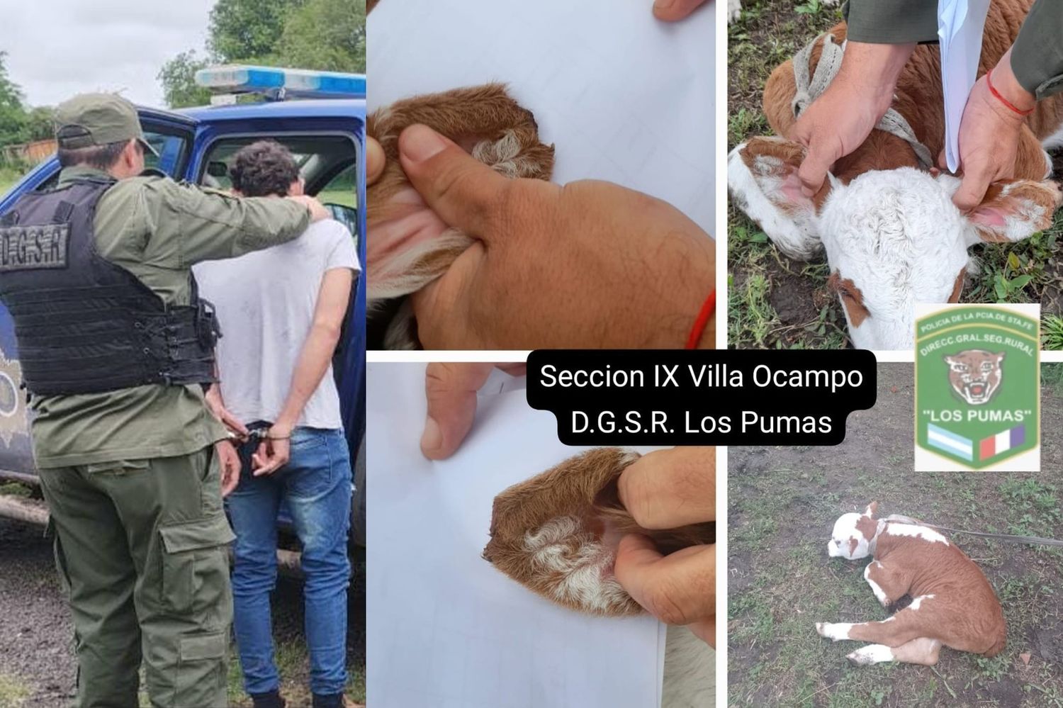 Le robaron un ternero pampa de tres días de vida: lo había comprado un vecino de la zona