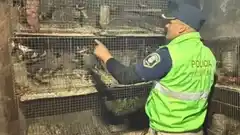 Se rescataron más de 300 animales de un cautiverio ilegal en La Plata