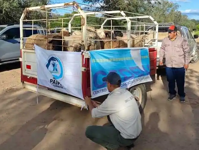 El CEDEVA distribuyó animales
y lana en el oeste formoseño