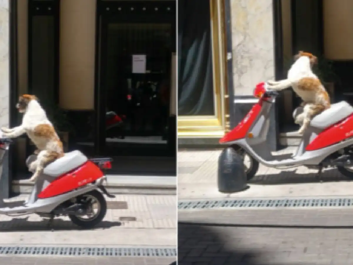 Un perrito en moto la rompe en las redes