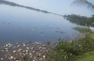 Aseguran que el Paraná esta contaminado con glifosato
