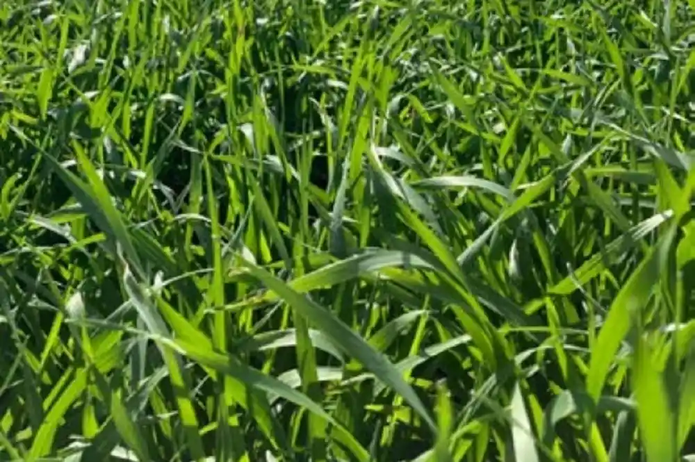 El cultivo avanza en pleno macollaje, con un promedio de 2,5 macollos por planta en lotes de alta densidad.
