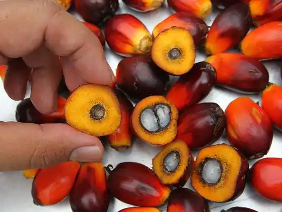 Lo que aún no sabes del aceite de palma