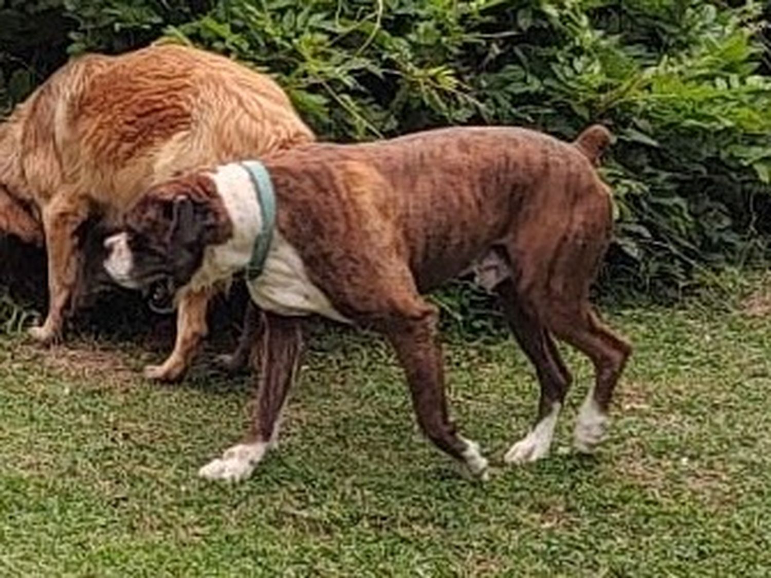 [Solucionado] Buscan a un bóxer que se perdió en la zona del Retiro San Juan