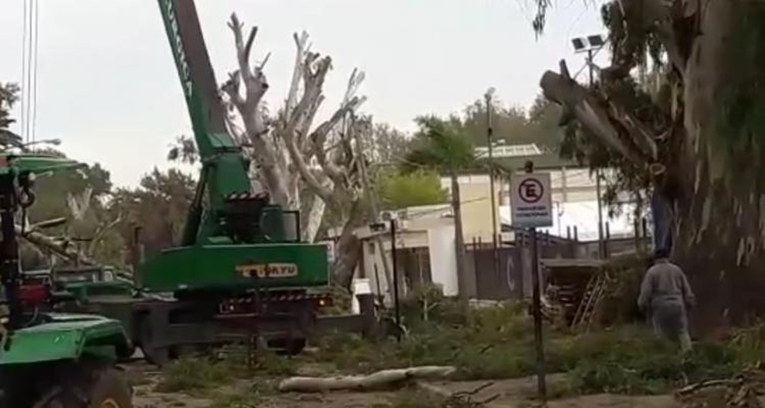 > Náutico sigue con la poda