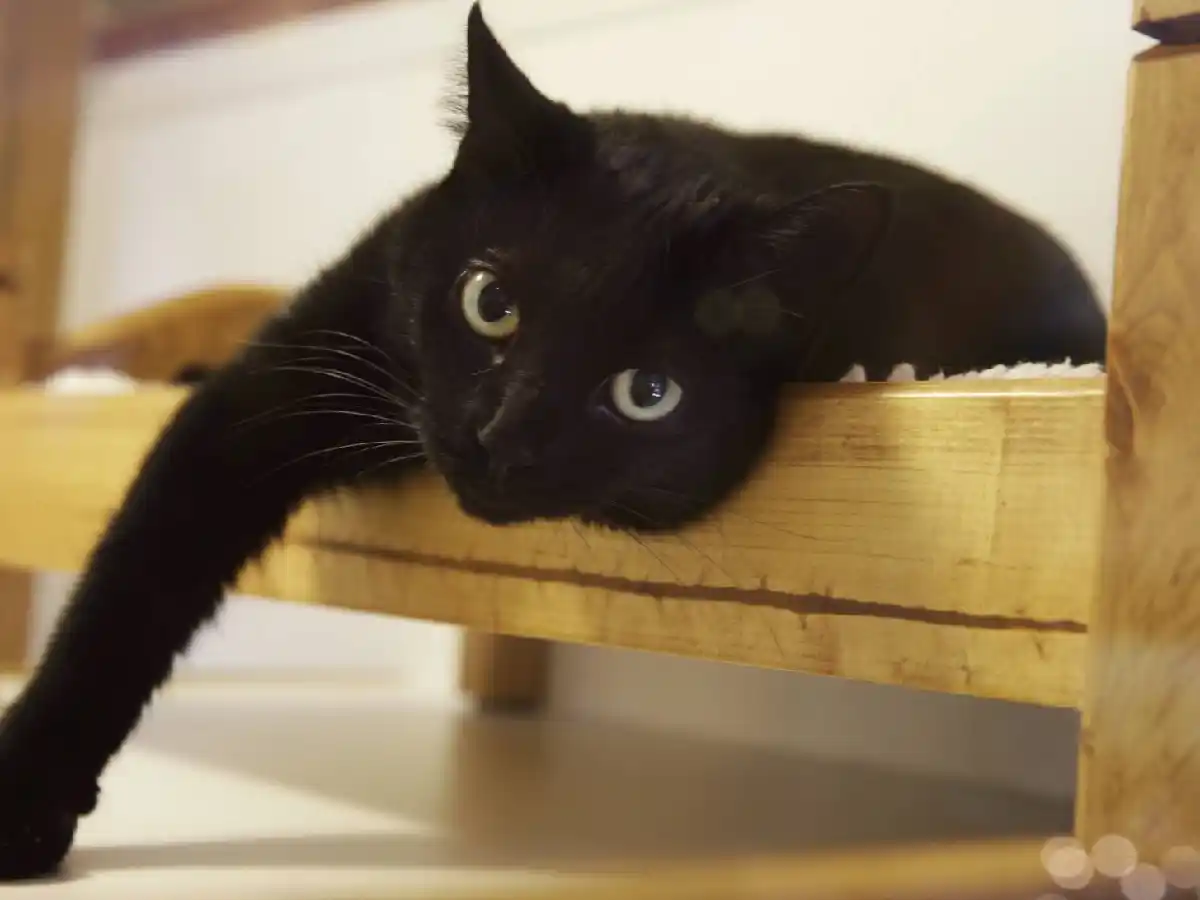 Martes 13: por qué se cree que es un día de mala suerte