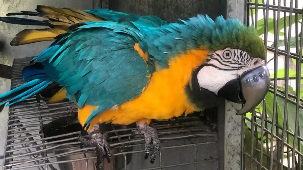 Video: Implantan un pico de titanio a un guacamayo que perdió el suyo en una pelea