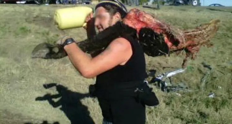 Bromatología advirtió por la carne de las vacas muertas en el accidente