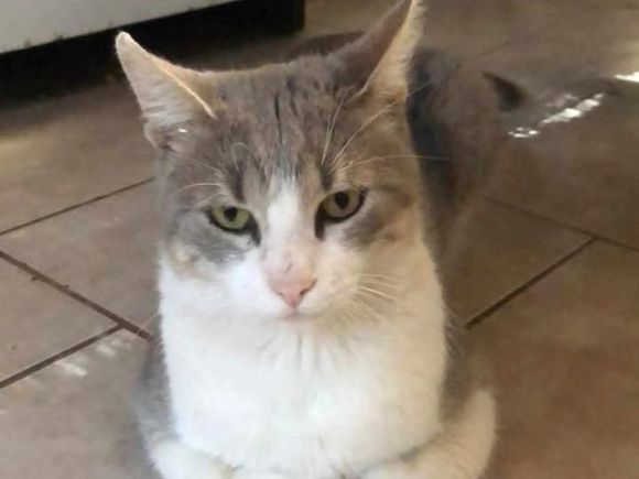 Buscan gatito extraviado
