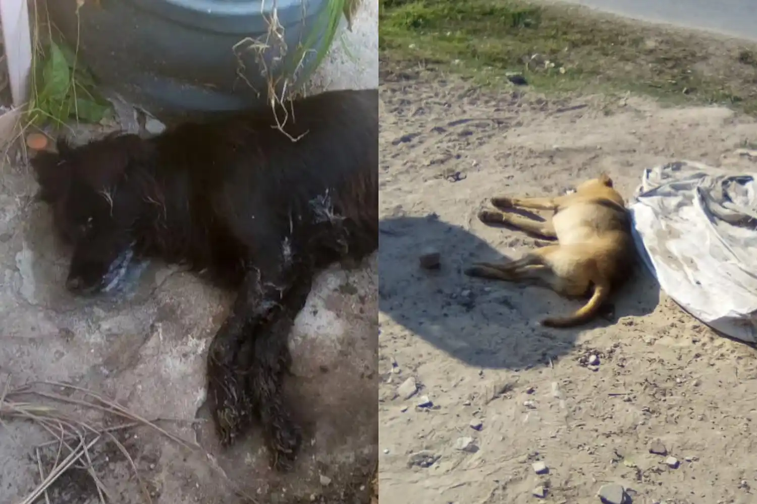 Perros envenenados: aumenta la cantidad de casos y crece la preocupación